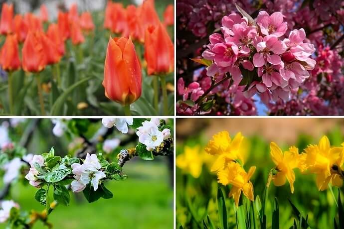 Tulpen und andere Frühjahrsblüher im Hermannshof